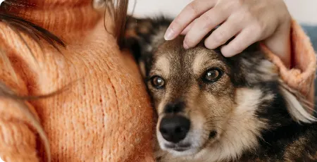 Protect Your Pets