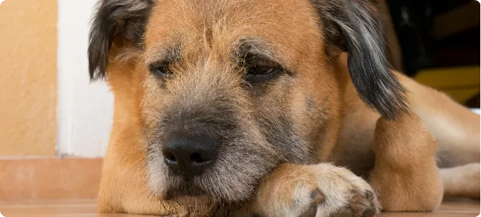 Pets4